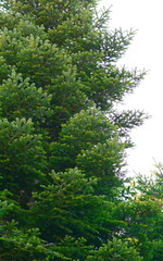 Fototapeta premium fir trees against a bright blue sky