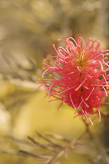 Australian Grevillea Flower