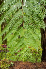 Green leaves fern tropical rainforest foliage plant isolated on white background, clipping path included