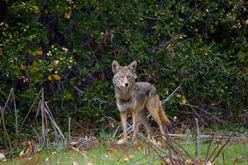 Coyote in the forest