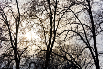 Silhouettes of a trees