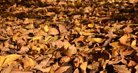  Autumn leaves on the ground with sun light.