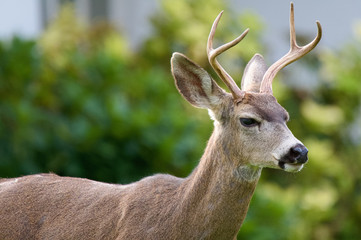 Deer at King Gillette Ranch