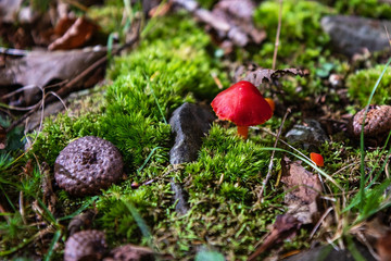 On the Forest Floor
