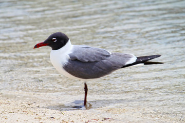 Seagull Chillaxing