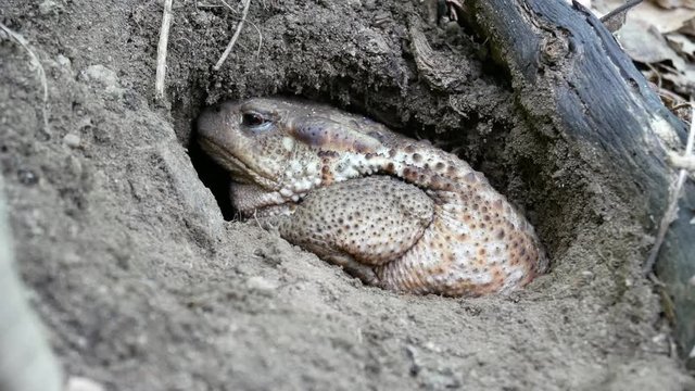 toad that slumbers in its den, the common toad, European toad, Bufo bufo an amphibian found throughout most of Europe