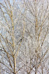 Frozen branches of a birch in winter