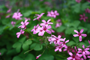 pink flowers in garden