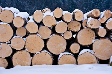 Fototapeta premium Pile of logs in forest