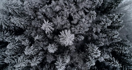 Drone shot, over snowy trees, in wintry, scandinavian woodlands, on snowfall, at a moody, winter, day, in Uusimaa, Finland