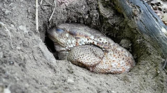 toad that slumbers in its den, the common toad, European toad, Bufo bufo an amphibian found throughout most of Europe