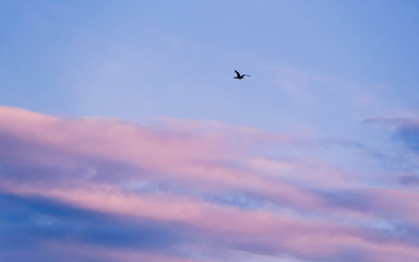 Black wild duck in flight - pink and blue clouds
