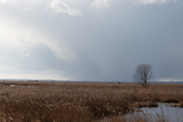 Landscape of marshland on a cloudy day