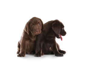 Chocolate Labrador Retriever puppies on white background