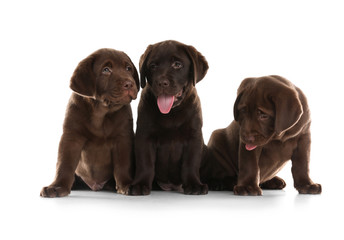 Chocolate Labrador Retriever puppies on white background