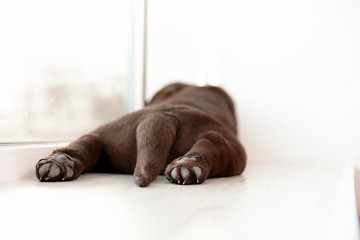 Chocolate Labrador Retriever puppy on  windowsill indoors, closeup