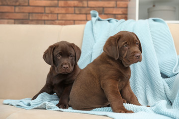 Chocolate Labrador Retriever puppies with blanket on sofa indoors