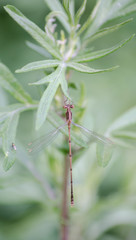 Slender Spreadwing Damselfly on a Leaf