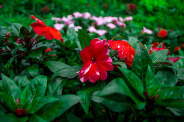 Obraz premium Red spotted flower