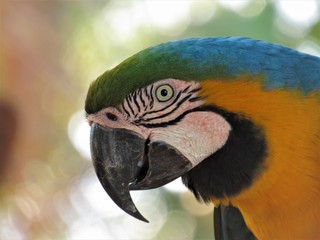 Arara azul.