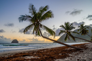 Sunset over Caribbean Martinique beach coconut (Le Diamant)