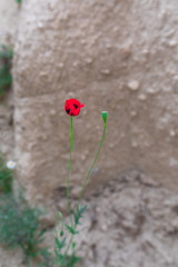 Red poppy flower selective focus. Papaver argemone