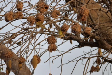 gambia