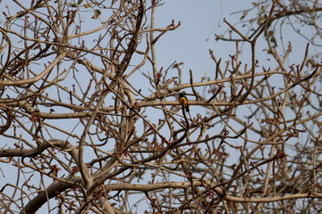 birds gambia