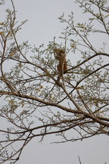 green monkey