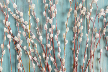 Background with willow branches and buds. Spring banner with willow branches. Congratulatory background with willow branches © Amarievikka