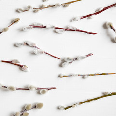 Background with willow branches and buds. Spring banner with willow branches. Congratulatory...