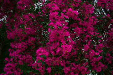 Pink bougainvilleas