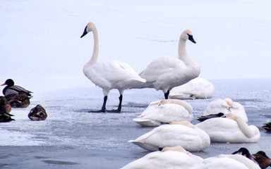 Fototapeta premium Swans are playing in open water of a lake at early spring time