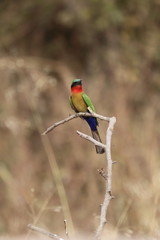 red throated bee eater