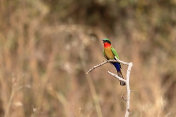 red throated bee eater