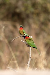 red throated bee eater