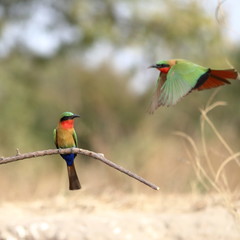 red throated bee eater