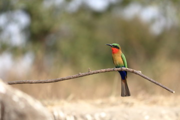 red throated bee eater