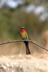 red throated bee eater
