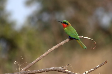 red throated bee eater