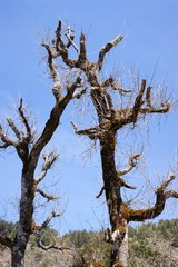 Fototapeta na wymiar dead tree in spring