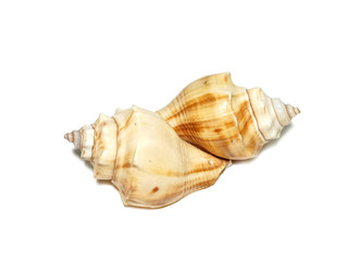 isolated sea shell on a white background