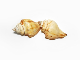isolated sea shell on a white background