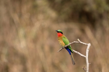 red throated bee eater