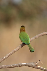 red throated bee eater