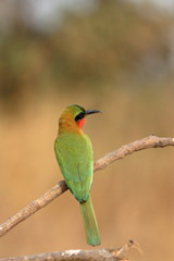 red throated bee eater