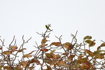 red throated bee eater