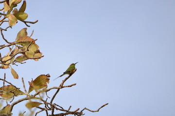 red throated bee eater