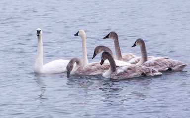 Obraz premium Swans are playing in open water of a lake at early spring time