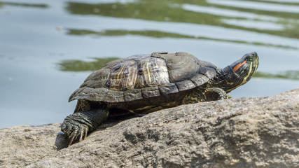 Turtle Sunbathing in the Park